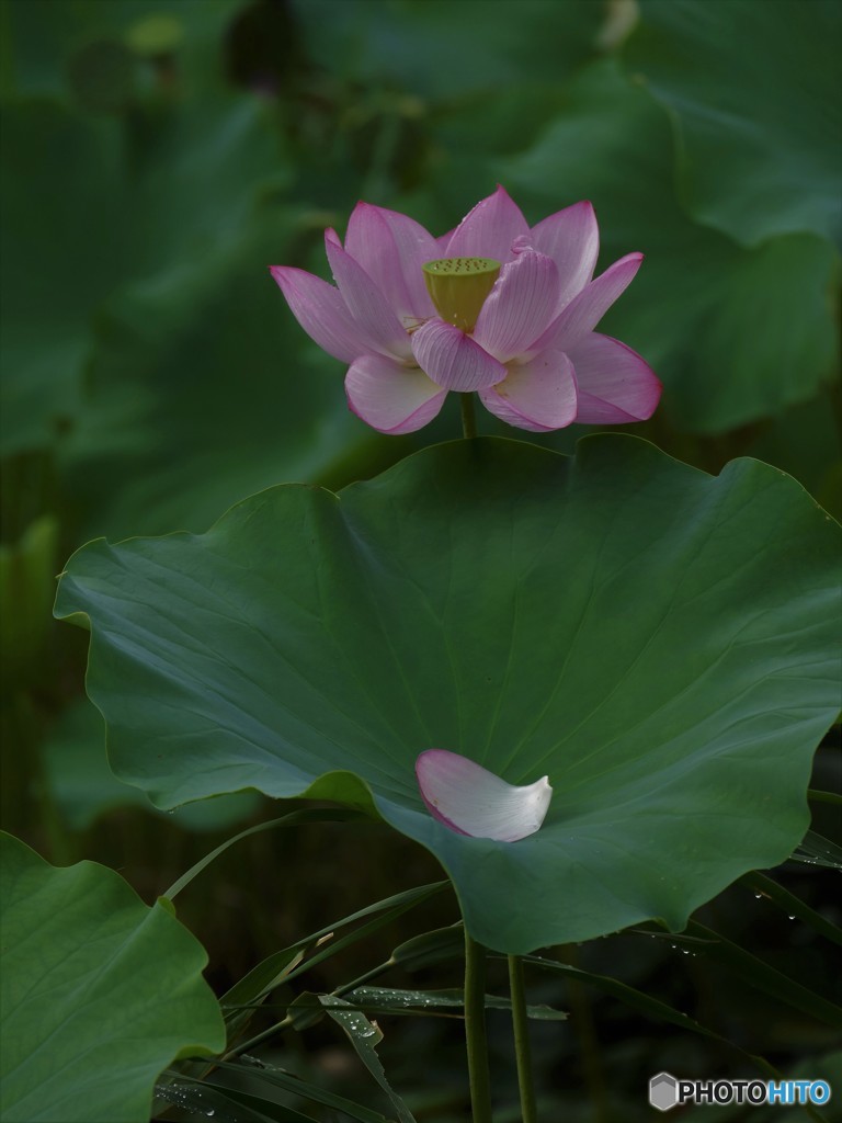 ハスの花