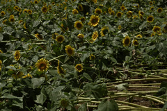 雨風に耐えかねて・・