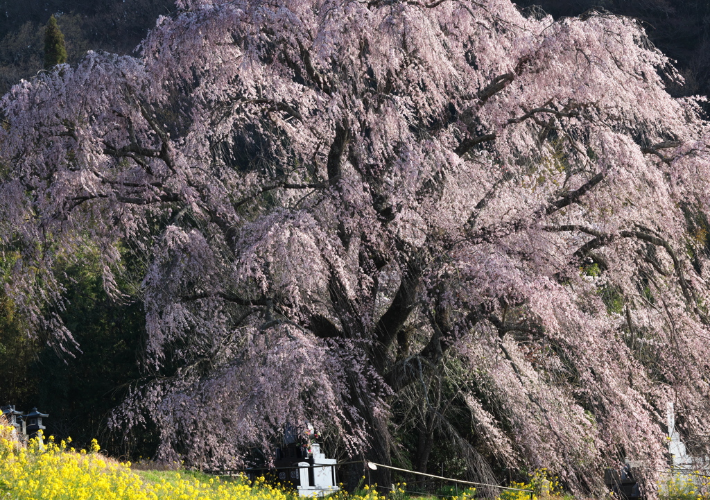 古木の風格