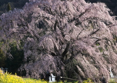 古木の風格