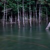 時を忘れた樹たち