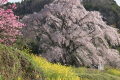 清水家の墓守桜