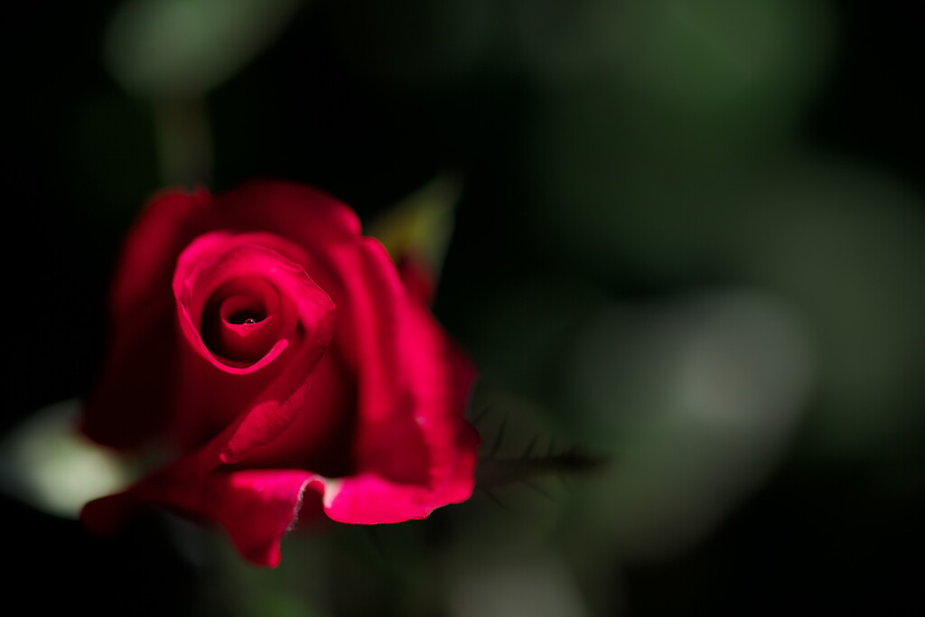 赤い薔薇