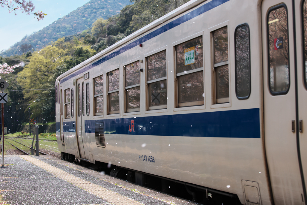 桜の花びらとディーゼル列車