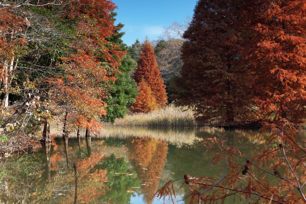 水鏡に残る秋の記憶