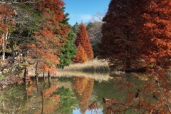 水鏡に残る秋の記憶