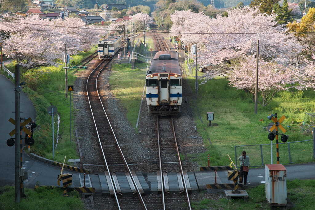 さくらがきれいな駅