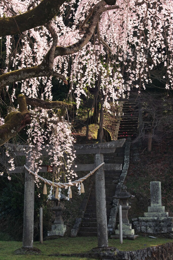 鳥居を彩る桜