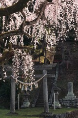 鳥居を彩る桜