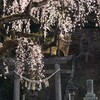 鳥居を彩る桜
