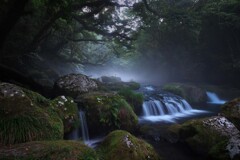 霧の森と目覚めの水精