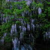 流れる水の音と藤の香り