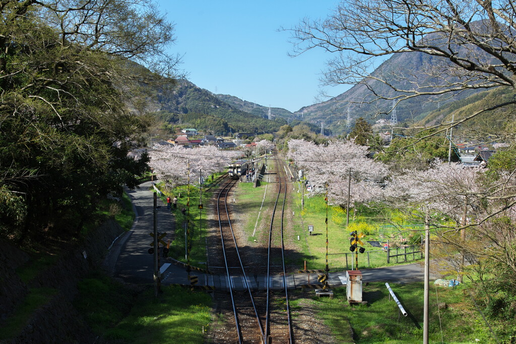桜並木の中を列車が走る