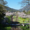 桜並木の中を列車が走る