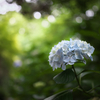 昼下がりの西洋あじさい