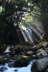 森が目覚める刻