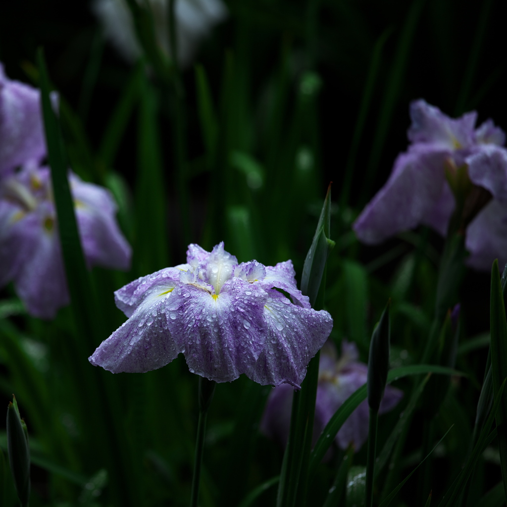 梅雨のひとひら