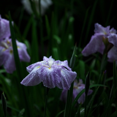 梅雨のひとひら