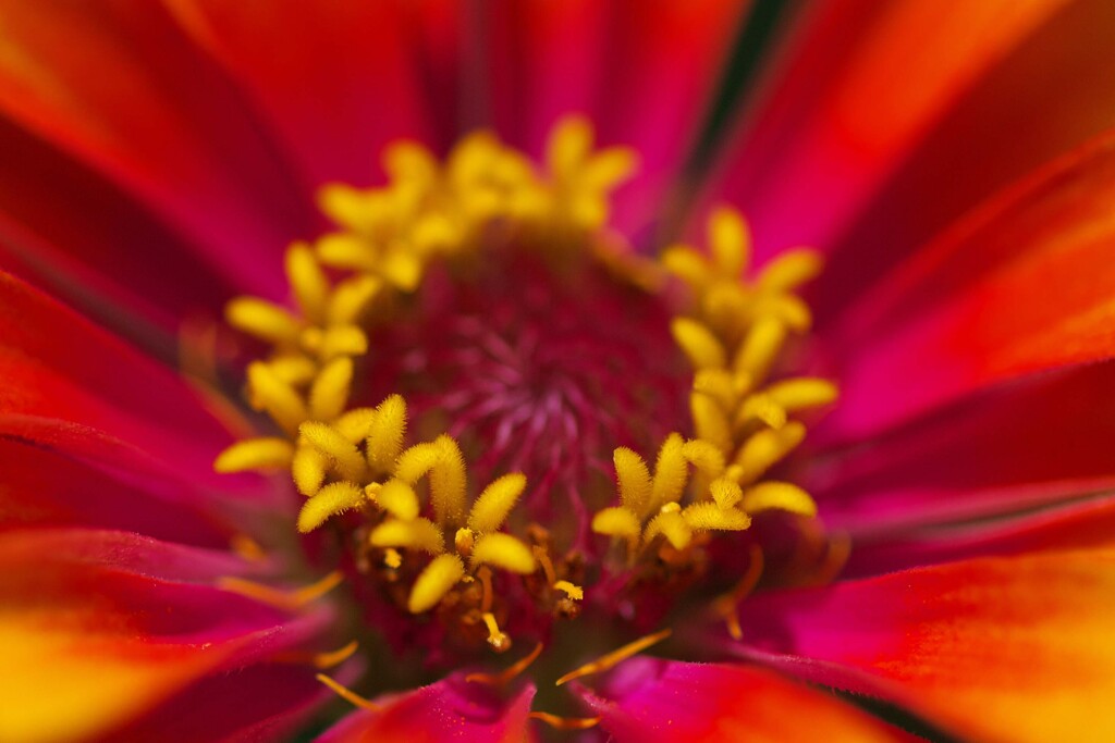 燃ゆる花心