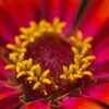 燃ゆる花心