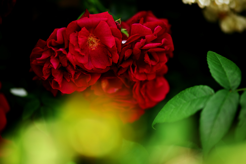 red rose