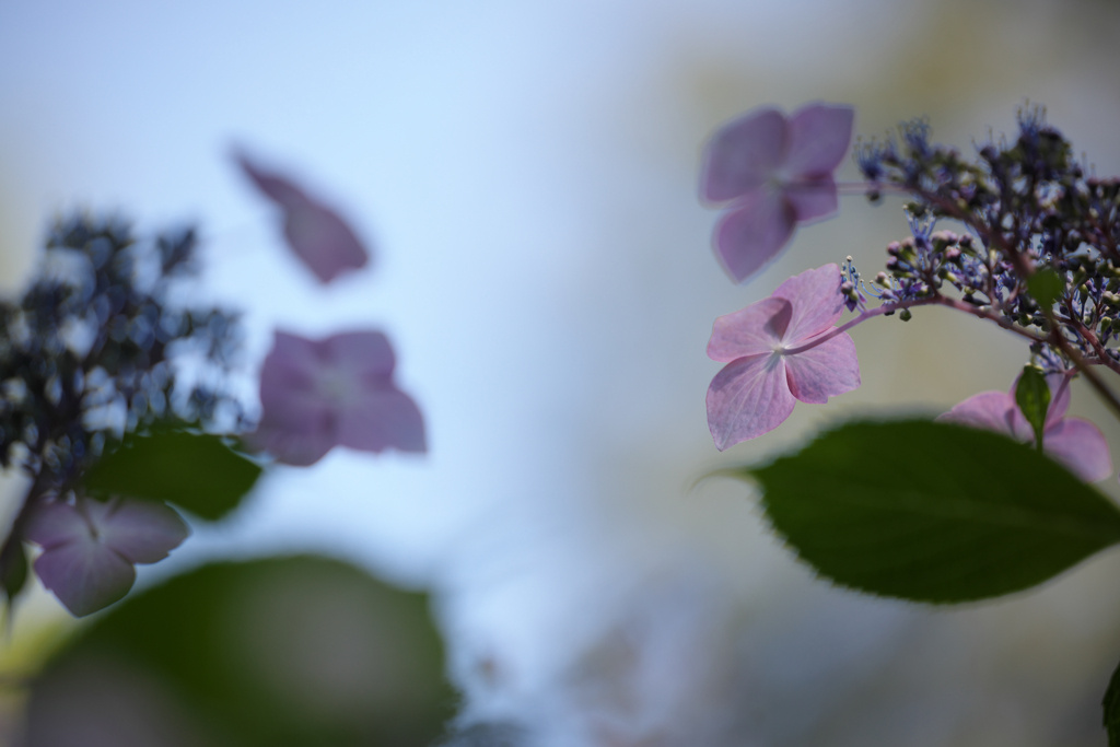 山あじさいの花びら