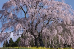 枝垂れる桜の華麗な舞