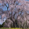 枝垂れる桜の華麗な舞
