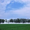 時の狭間で別れを知る並木