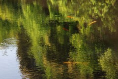 水鏡の森、泳ぐ光