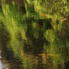 水鏡の森、泳ぐ光