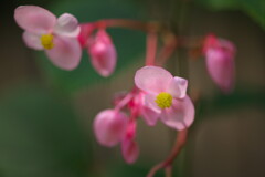 植物園で見つけたきれいな花