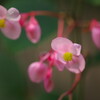 植物園で見つけたきれいな花