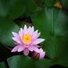 緑の抱擁に咲く
