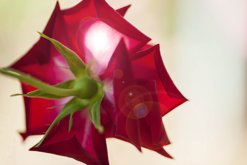 Red Rose
