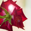 Red Rose