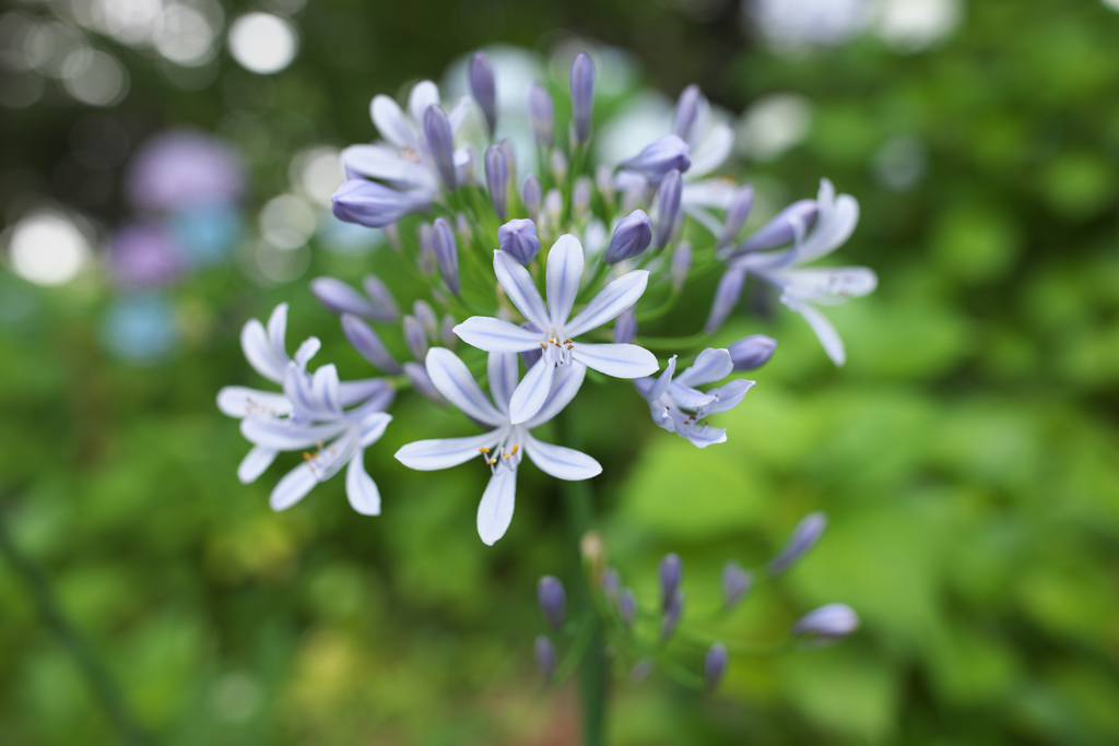 梅雨時によく見る花