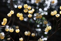 森の中で輝く黄色い花