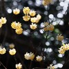 森の中で輝く黄色い花