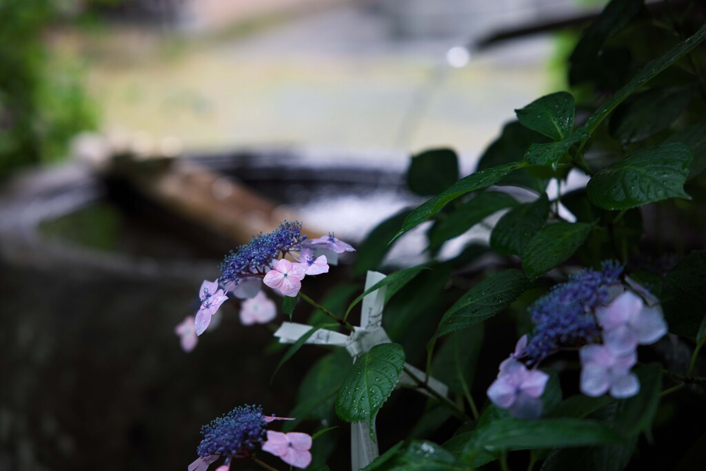 静寂に咲く紫陽花