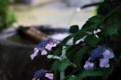 静寂に咲く紫陽花