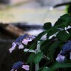 静寂に咲く紫陽花