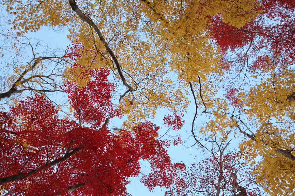 紅葉の森