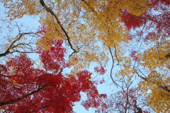 紅葉の森
