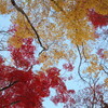 紅葉の森