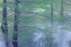 そよぐ木々と静寂の森水