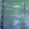 そよぐ木々と静寂の森水