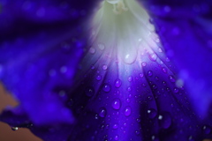 碧き花の幻想