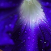 碧き花の幻想