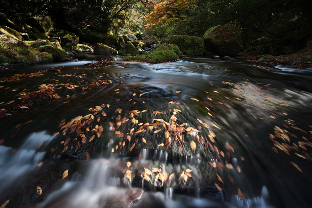 流れに寄り添う落葉の詩